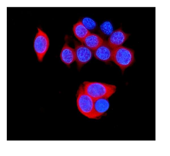 HSPB8/Hsp22 Antibody