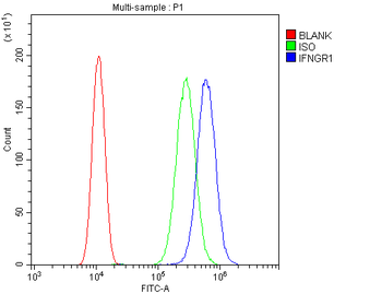 IFNGR1 Antibody