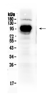 IFNGR1 Antibody
