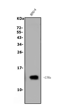 Sca1/Ly6A/E Rabbit Polyclonal Antibody
