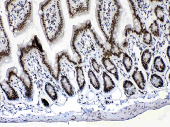 Musashi 1/Msi1 Antibody