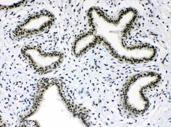 Musashi 1/Msi1 Antibody