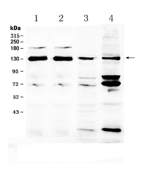 NCKAP1 Rabbit Polyclonal Antibody