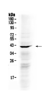 NDRG3 Rabbit Polyclonal Antibody