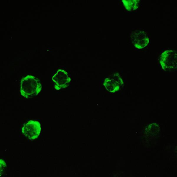 Cyclophilin A/PPIA Antibody