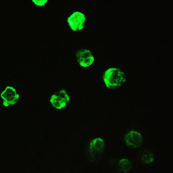 Cyclophilin A/PPIA Antibody