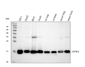 Cyclophilin A/PPIA Antibody