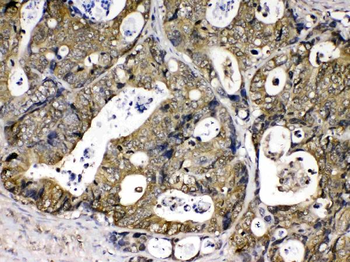 Cyclophilin A/PPIA Antibody