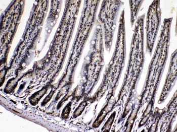 Cyclophilin A/PPIA Antibody