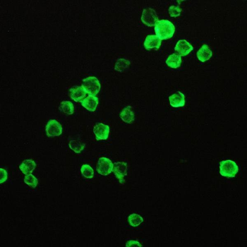 Cyclophilin A/PPIA Antibody