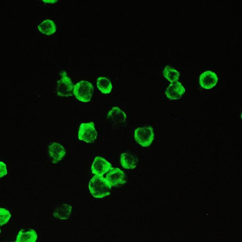 Cyclophilin A/PPIA Antibody