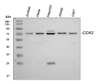 COX2/Cyclooxygenase 2/PTGS2 Rabbit Polyclonal Antibody