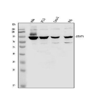 STAT1 Antibody