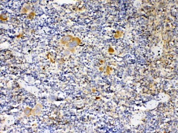 Thrombopoietin/Thpo Rabbit Polyclonal Antibody