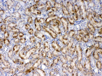 Thrombopoietin/Thpo Rabbit Polyclonal Antibody