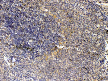 Thrombopoietin/Thpo Rabbit Polyclonal Antibody