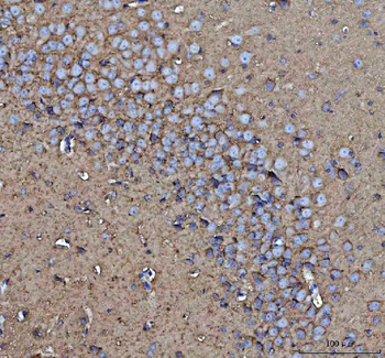 CD90/Thy1 Rabbit Polyclonal Antibody