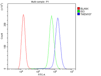 TMEM107 Antibody