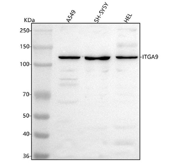Integrin alpha-9/ITGA9 Rabbit Polyclonal Antibody