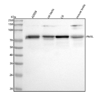 SILV/PMEL Antibody