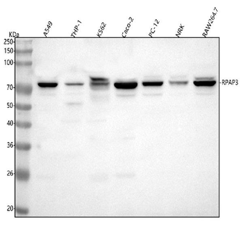 RPAP3 Rabbit Polyclonal Antibody