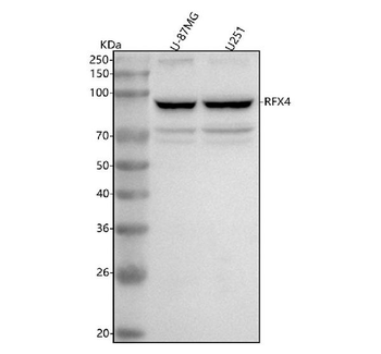RFX4 Rabbit Polyclonal Antibody