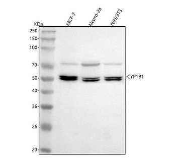 CYP1B1 Rabbit Polyclonal Antibody