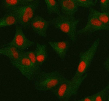 ORC2 Antibody