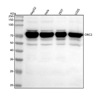 ORC2 Antibody