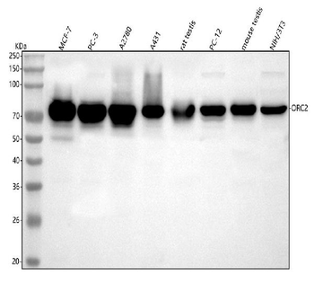 ORC2 Antibody