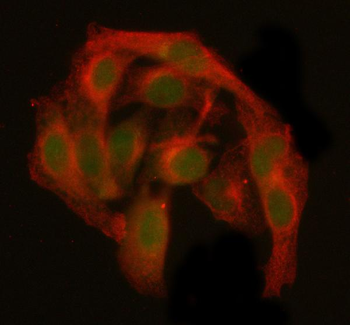 GANP/MCM3AP Rabbit Polyclonal Antibody