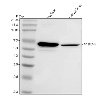Mbd4 Rabbit Polyclonal Antibody