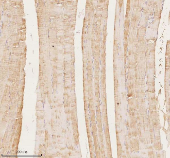 MAP4K3 Rabbit Polyclonal Antibody