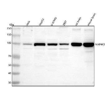 MAP4K3 Rabbit Polyclonal Antibody