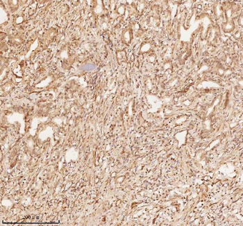 NUP43 Antibody