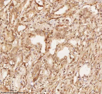 NUP43 Antibody