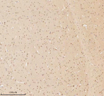 NUP43 Antibody