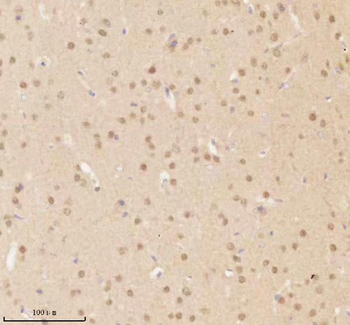 NUP43 Antibody