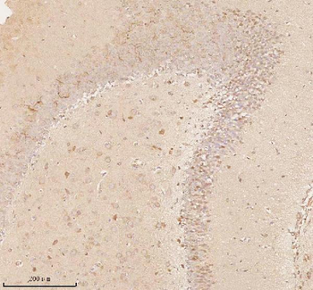 NUP43 Antibody