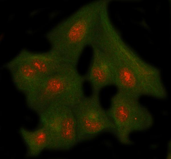NUP43 Antibody