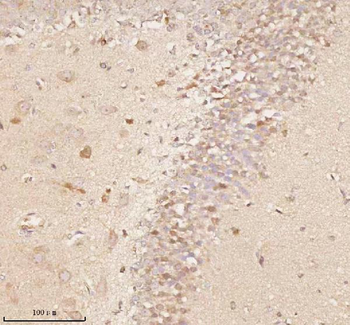 NUP43 Antibody