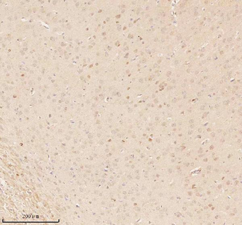 NUP43 Antibody
