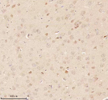 NUP43 Antibody