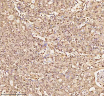 NUP43 Antibody