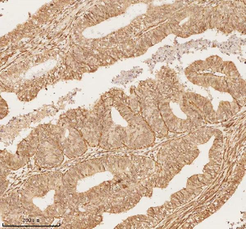 NUP43 Antibody