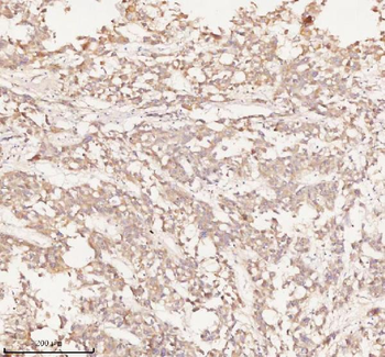 NUP43 Antibody