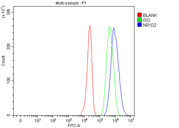 NR1D2 Rabbit Polyclonal Antibody