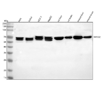 NR1D2 Rabbit Polyclonal Antibody