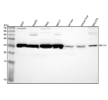 RPL14 Antibody