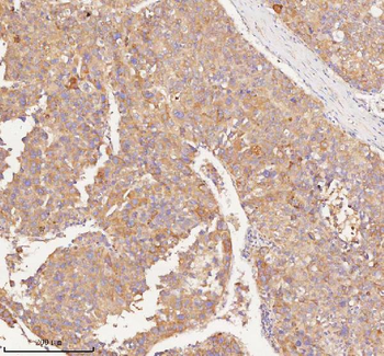 RNF25 Antibody